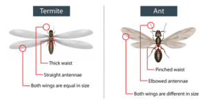 main_termite-identification