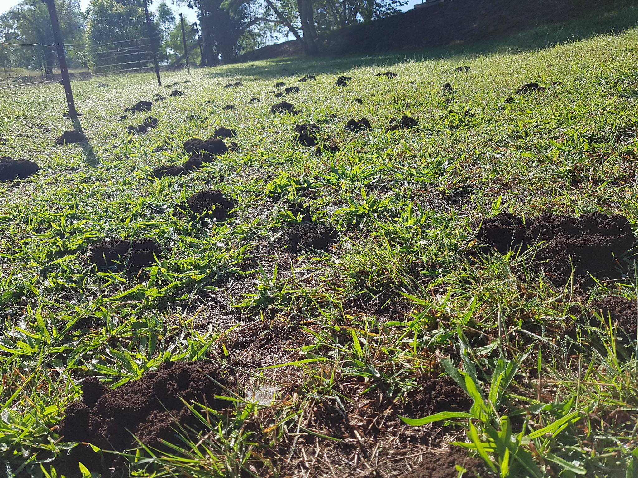 Funnel Ants Dirt mounds in your lawn? pest control Foster